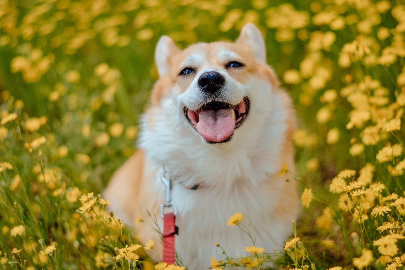 5-common-ways-dogs-develop-allergies-how-to-manage-them-petterati