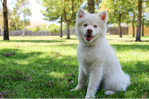 Is Your Dog Struggling with Dandruff and Itchy Skin