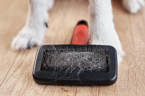 Seasonal Shedding in Dogs: What You Need to Know and How to Manage It